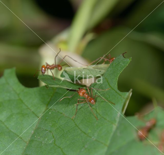 Leaf-cutter ant (Atta sexdens)