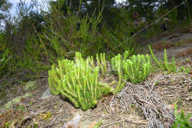 Fir Clubmoss (Huperzia selago)