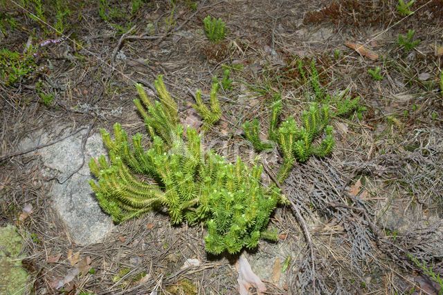 Fir Clubmoss (Huperzia selago)