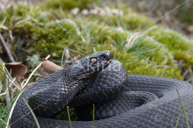 Adder (Vipera berus)