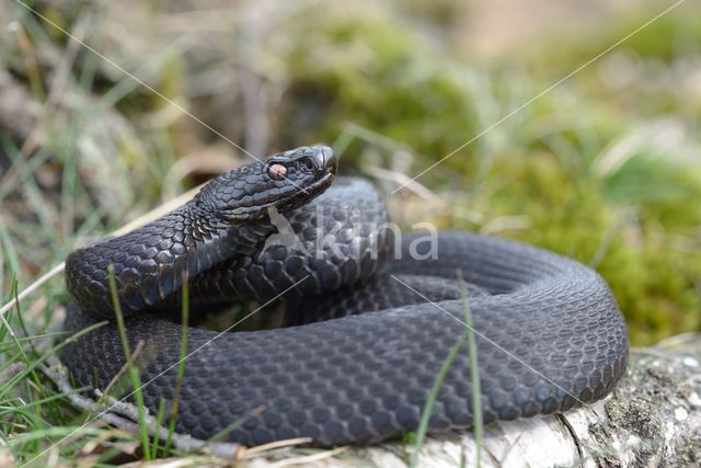 Common Viper (Vipera berus)