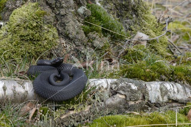 Adder (Vipera berus)