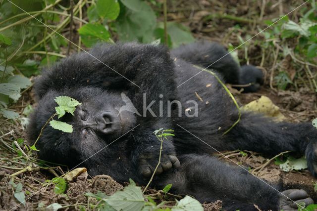 Berggorilla (Gorilla beringei beringei)