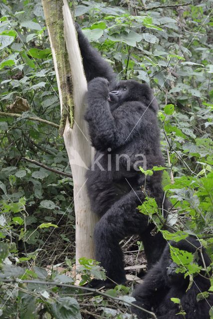 Mountain gorilla (Gorilla beringei beringei)