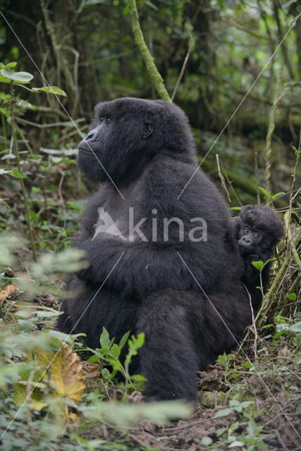 Berggorilla (Gorilla beringei beringei)