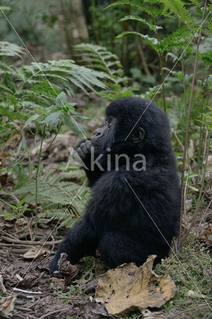 Mountain gorilla (Gorilla beringei beringei)