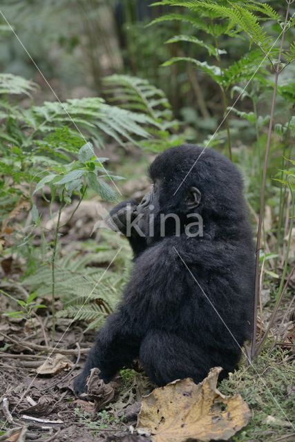 Mountain gorilla (Gorilla beringei beringei)