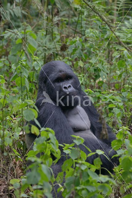 Mountain gorilla (Gorilla beringei beringei)