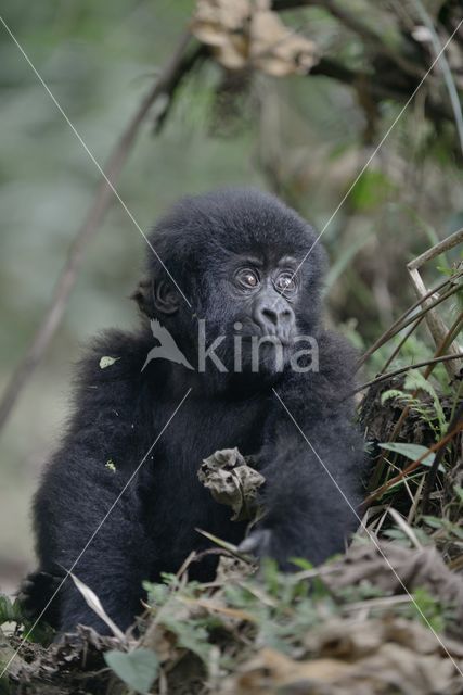 Berggorilla (Gorilla beringei beringei)