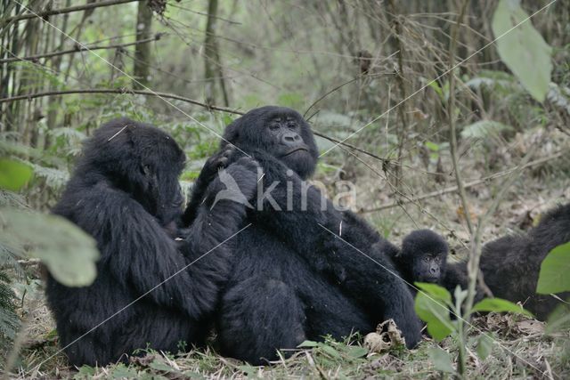 Mountain gorilla (Gorilla beringei beringei)