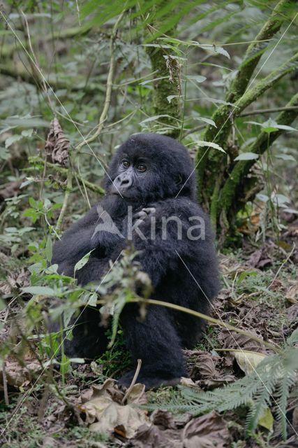 Berggorilla (Gorilla beringei beringei)