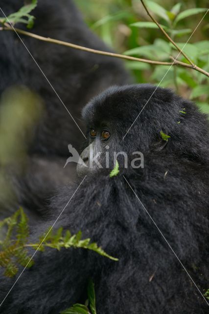 Mountain gorilla (Gorilla beringei beringei)