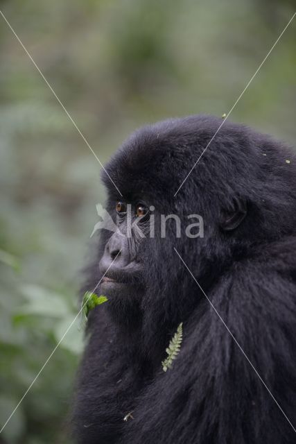 Berggorilla (Gorilla beringei beringei)
