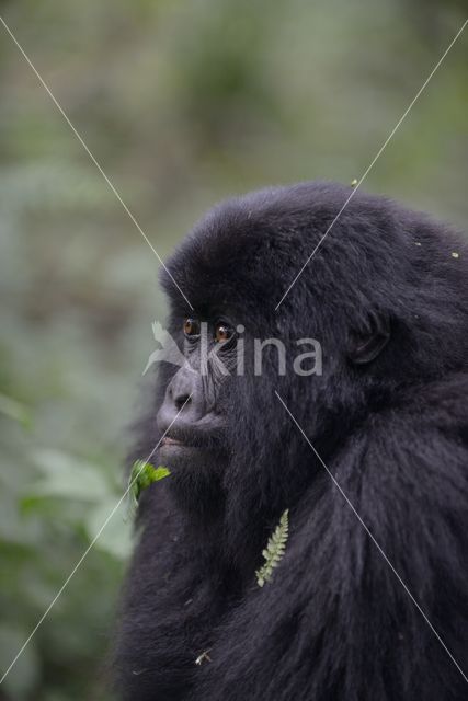 Mountain gorilla (Gorilla beringei beringei)