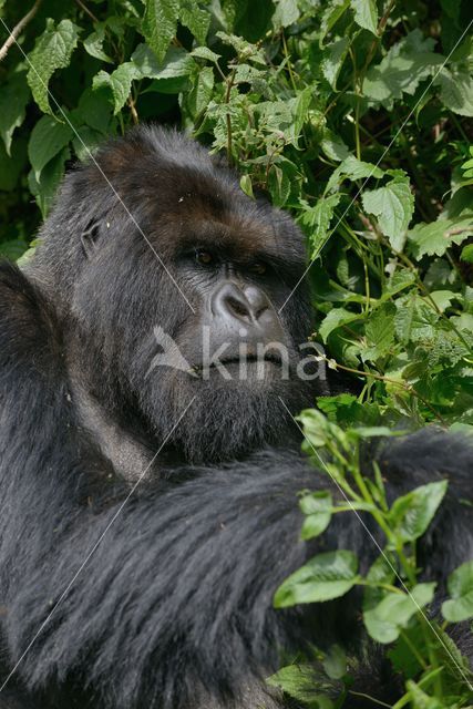 Berggorilla (Gorilla beringei beringei)