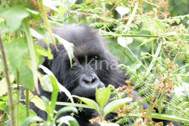 Berggorilla (Gorilla beringei beringei)