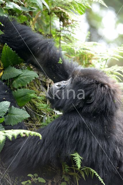 Mountain gorilla (Gorilla beringei beringei)