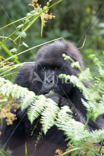 Mountain gorilla (Gorilla beringei beringei)