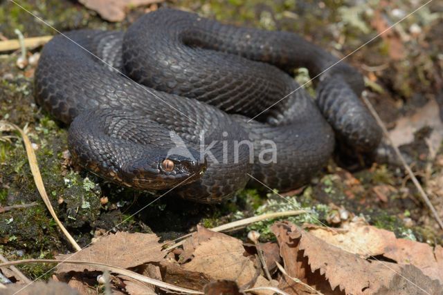 Common Viper (Vipera berus)