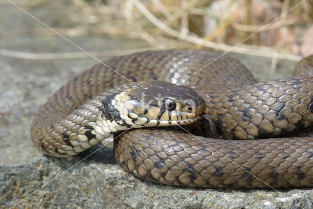 grass snake (Natrix natrix helvetica)