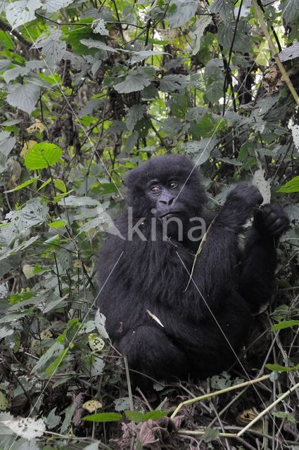 Mountain gorilla (Gorilla beringei beringei)