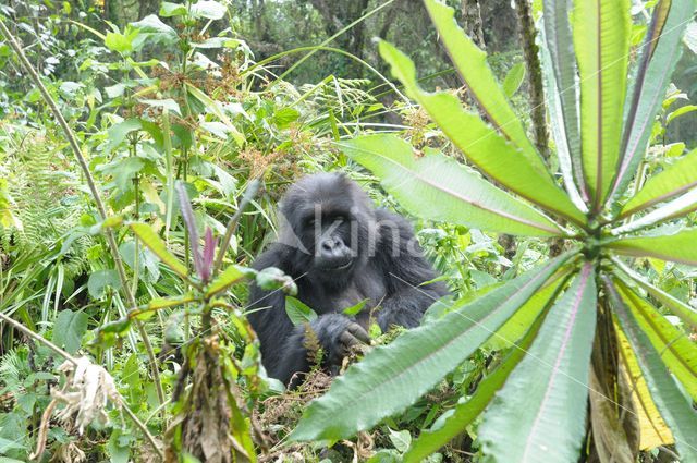 Mountain gorilla (Gorilla beringei beringei)