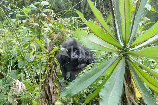 Mountain gorilla (Gorilla beringei beringei)