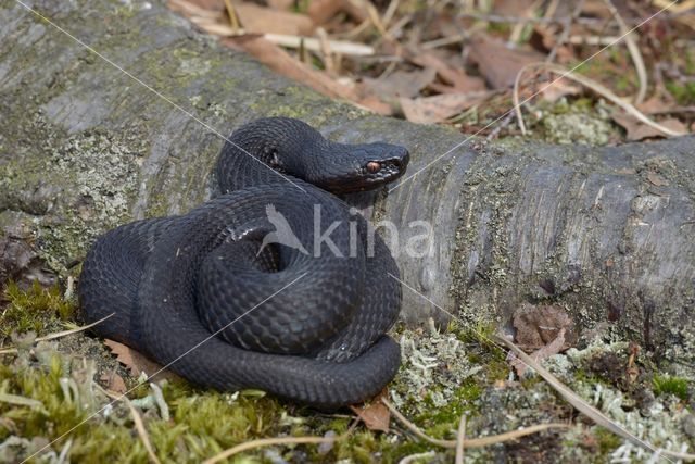 Adder (Vipera berus)