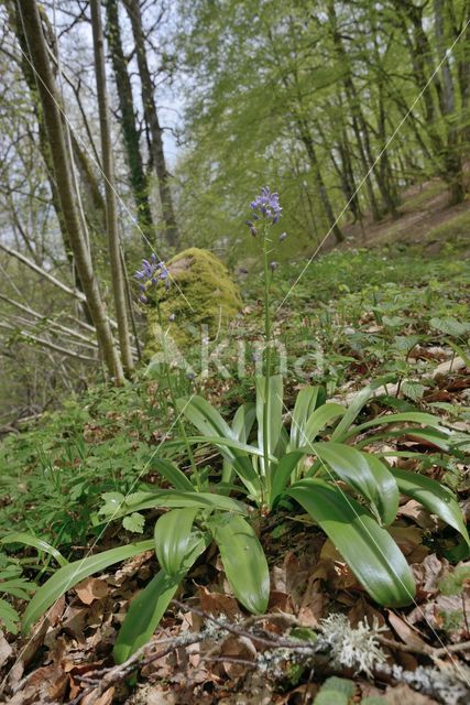 Spanish Bluebells (Hyacinthoides hispanica)