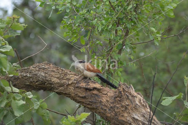 White-browed coucal (Centropus superciliosus)