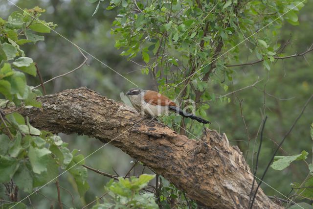 White-browed coucal (Centropus superciliosus)