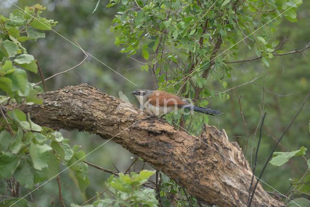 White-browed coucal (Centropus superciliosus)