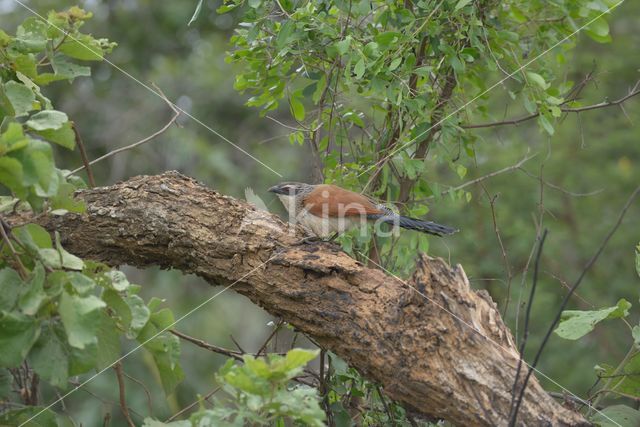 White-browed coucal (Centropus superciliosus)