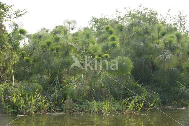 Papyrus (Cyperus papyrus)