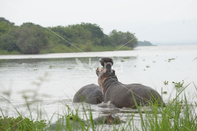 Hippopotamus (Hippopotamus amphibius)