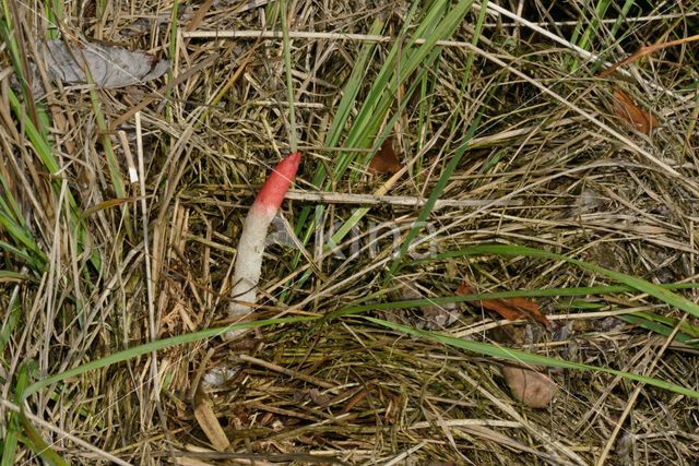 Roze stinkzwam (Mutinus ravenelii)