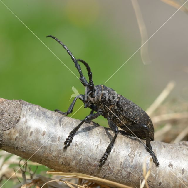 Weaver Beetle (Lamia textor)