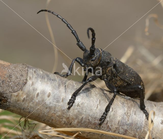 Weaver Beetle (Lamia textor)