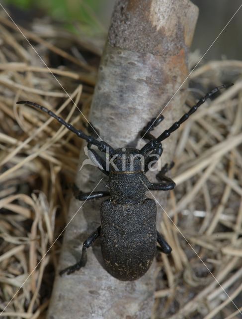 Weaver Beetle (Lamia textor)