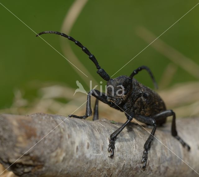 Weaver Beetle (Lamia textor)