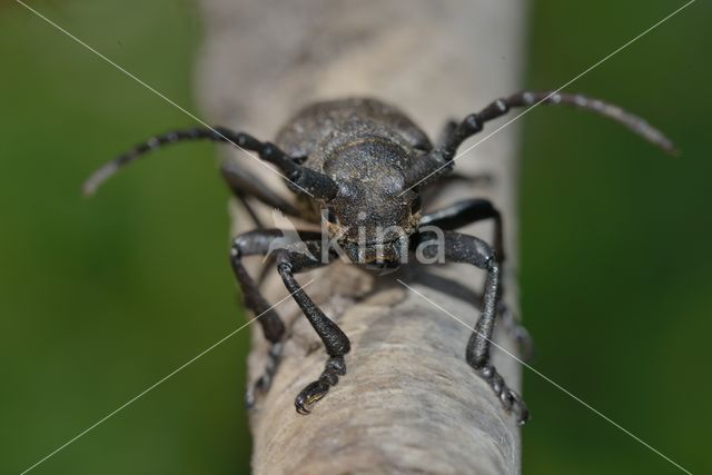 Weaver Beetle (Lamia textor)