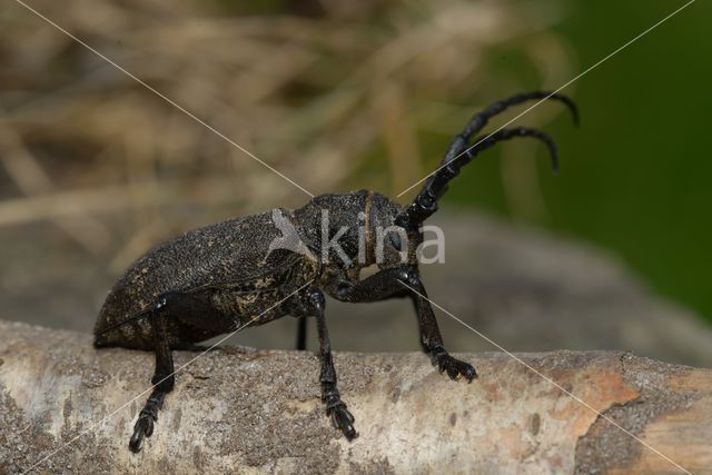 Weaver Beetle (Lamia textor)