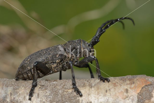 Weaver Beetle (Lamia textor)