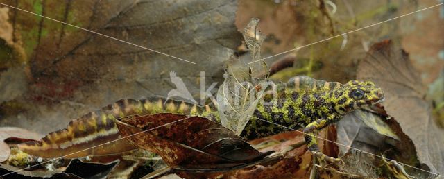 Marbled Newt (Triturus marmoratus)