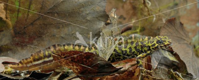 Marmersalamander (Triturus marmoratus)