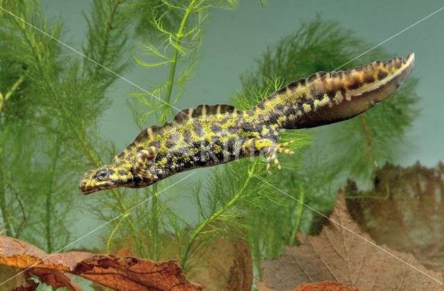 Marmersalamander (Triturus marmoratus)