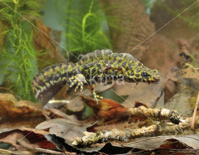 Marmersalamander (Triturus marmoratus)