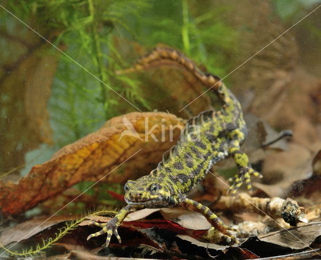 Marbled Newt (Triturus marmoratus)