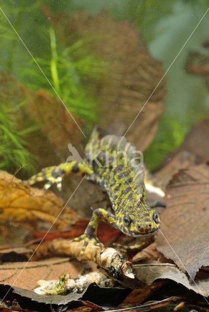 Marmersalamander (Triturus marmoratus)