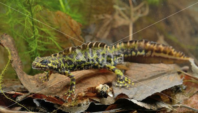 Marmersalamander (Triturus marmoratus)